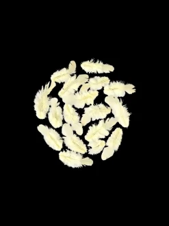 Søstrene Grene Schweiz Dekoration<Federn