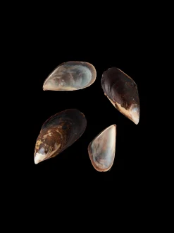 Søstrene Grene Schweiz Dekoration<Miesmuscheln