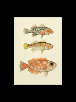 Søstrene Grene Schweiz Rahmen Und Poster<Poster 50 X 70