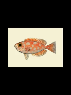 Søstrene Grene Schweiz Rahmen Und Poster<Poster A3