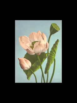 Søstrene Grene Schweiz Rahmen Und Poster<Poster A3